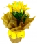 Lirio Amarelo Plantado no Papel
