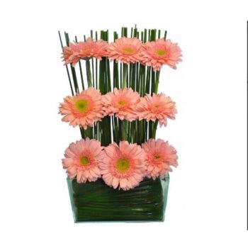 Barreira de Gerbéras Rose