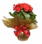 Begonia Plantada em Cores da Epoca