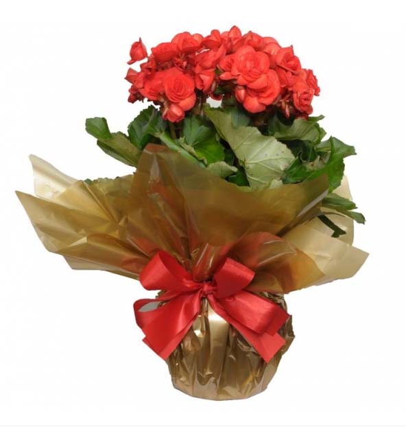 Begonia Plantada em Cores da Epoca