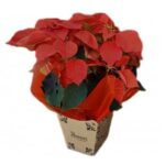 Bico de Papagaio Flor do Natal