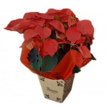 Bico de Papagaio Flor do Natal