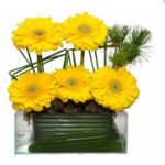 Gerberas Ouro