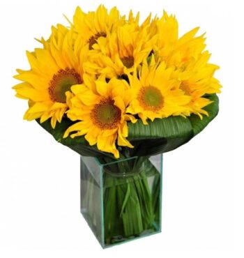 Girassol Iluminado Médio