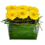 Jardineira de Gerbéras