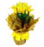 Lirio Amarelo Plantado