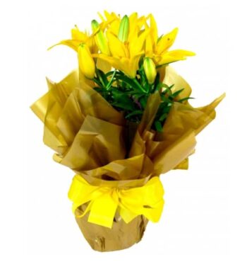 Lirio Amarelo Plantado