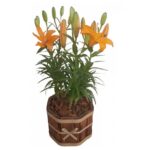 Lirio Laranja Plantado Especial