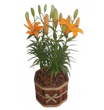 Lirio Laranja Plantado Especial