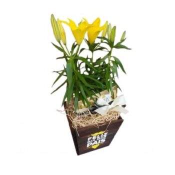 Lirio Plantado Amarelo dia do Papai