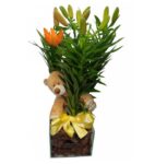 Lirio Plantado Com Urso