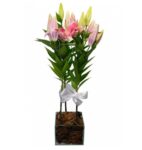 Lirio Plantado cor de Rosa