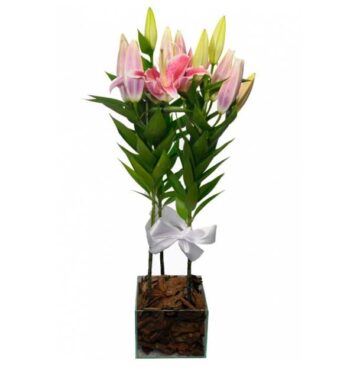 Lirio Plantado cor de Rosa