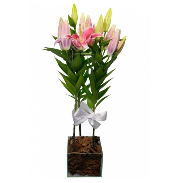 Lirio Plantado cor de Rosa