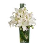 Lirios Encantado Branco Grande