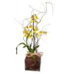 Oncidium Plantado
