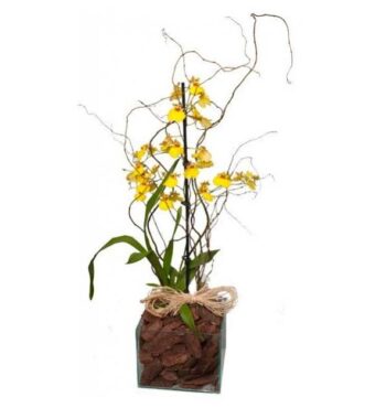 Oncidium Plantado