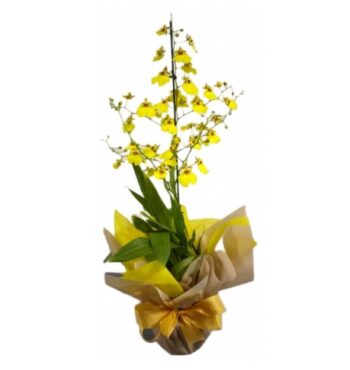 Oncidium Plantado Tradicional