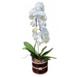 Orquidea Branca Plantada no Caxepú