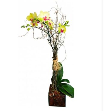 Orquídea Color No Vidro Cores Variadas