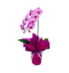 Orquídea Lilás