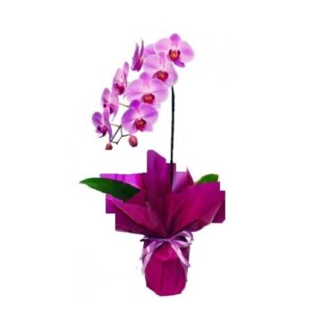 Orquídea Lilás