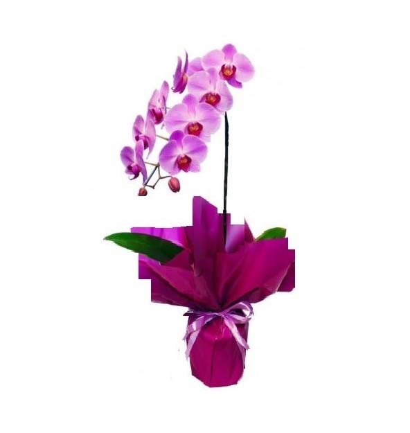 Orquídea Lilás