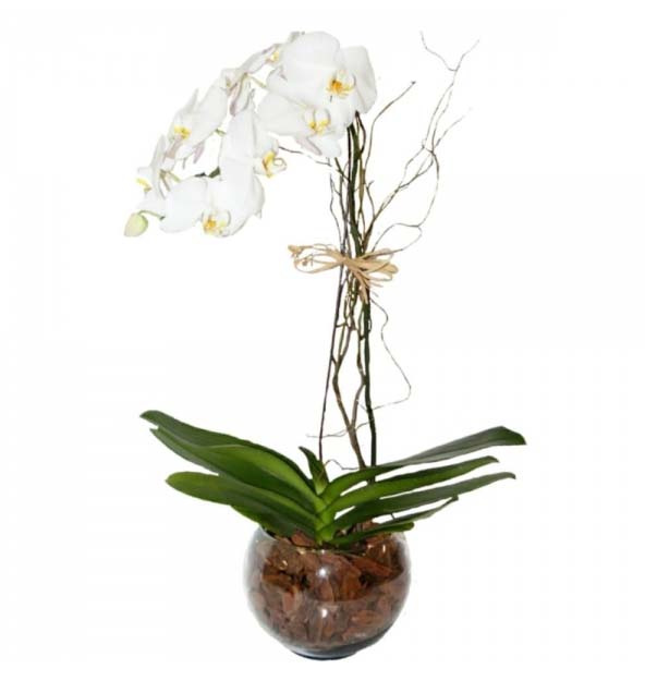 Orquidea Phalaenopolis no Aquário