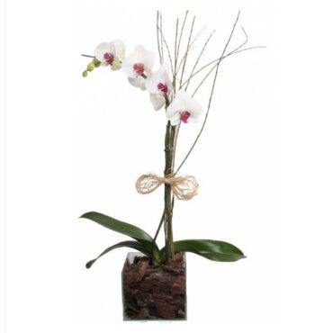 Orquídea Plantada No Vidro Especial