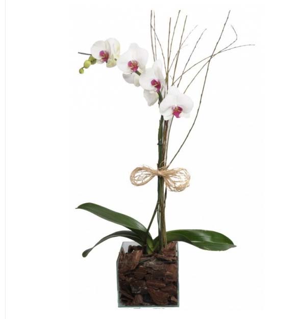 Orquídea Plantada No Vidro Especial