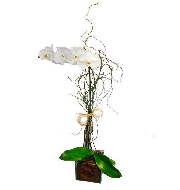 Orquidéa phalaenopsis Branca