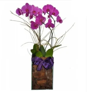 Cuidados com orquídeas