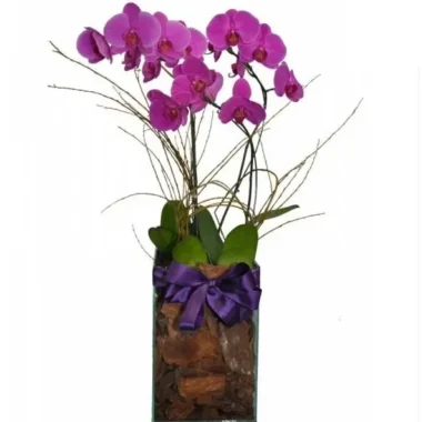 4 dicas para cuidar de flores em dias quentes