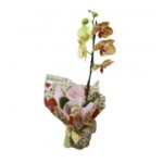 Orquideas Variadas em Cores Diversas