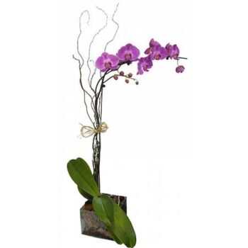 Orquidéa Lilás no Vidro