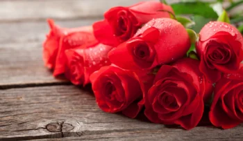 Como cuidar de uma rosa vermelha